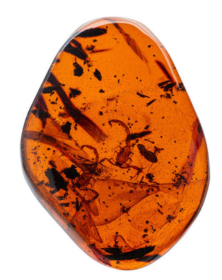 What is Amber? Information From the Gemological Institute of America